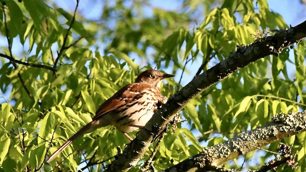 Brown Thrasher - ML618246354