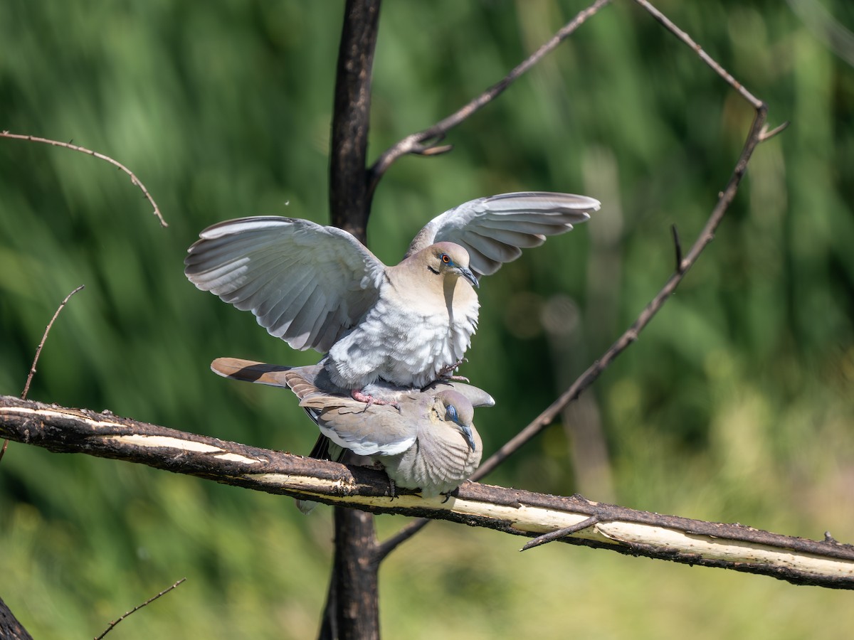 White-winged Dove - Ken Ferguson