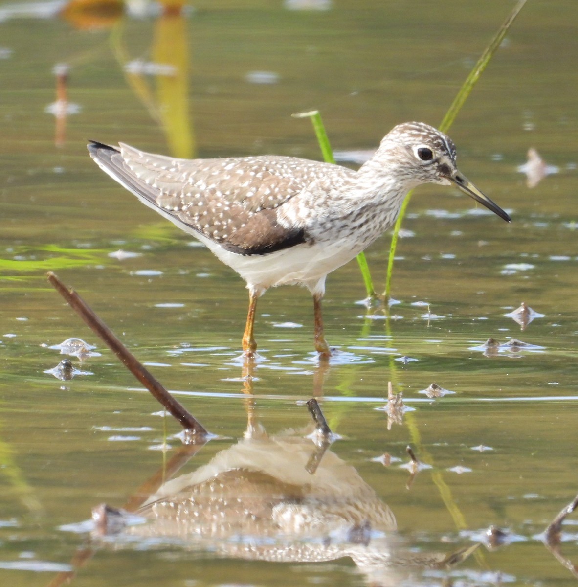 Solitary Sandpiper - ML618246385