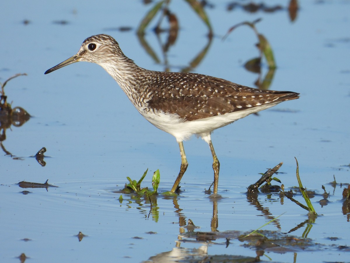 Solitary Sandpiper - ML618246387