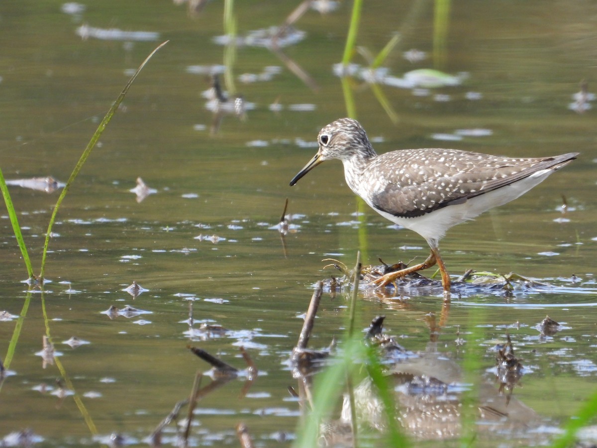 Solitary Sandpiper - ML618246388