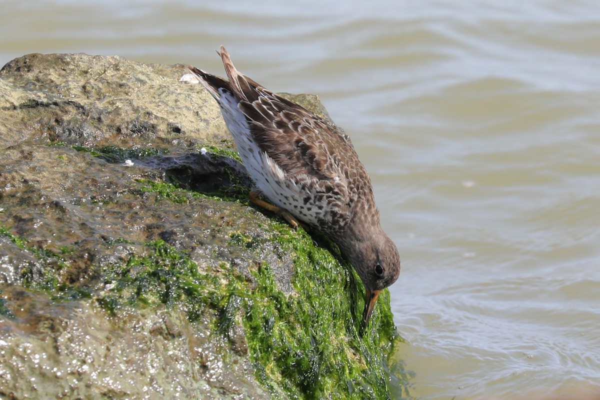 Purple Sandpiper - ML618246390