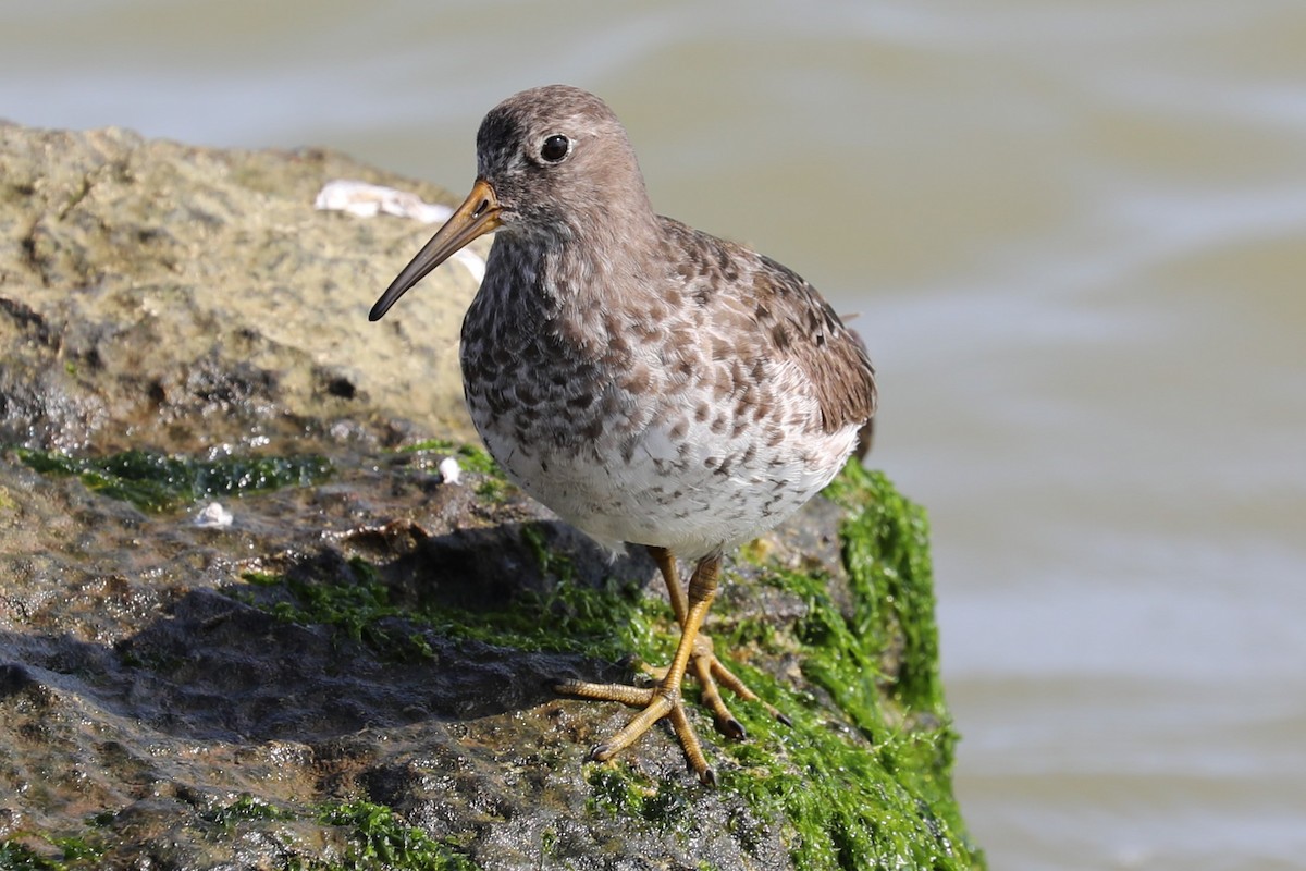 Purple Sandpiper - ML618246391