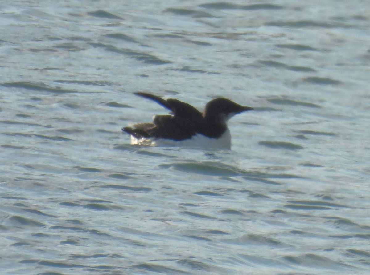 Thick-billed Murre - Jennifer Wilson-Pines