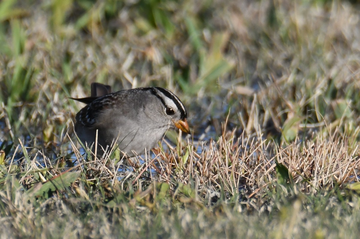 White-crowned Sparrow - Colin Dillingham