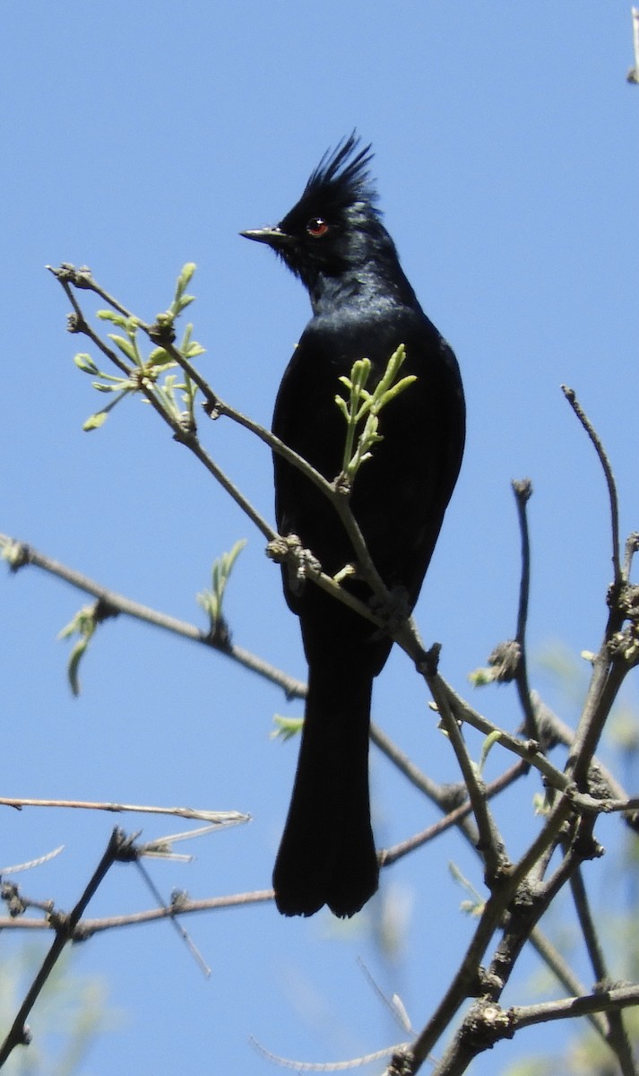 Phainopepla - Jackie Schlumbohm