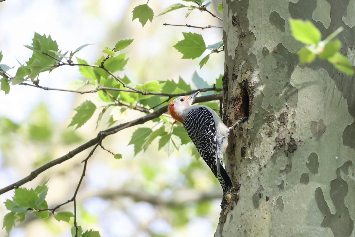 Red-bellied Woodpecker - ML618246438