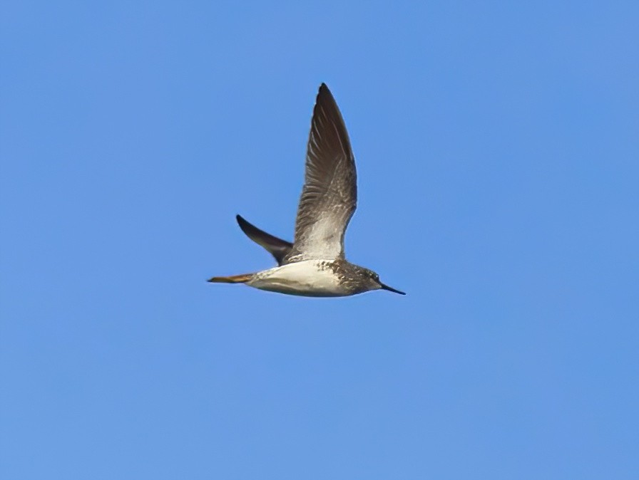 Greater Yellowlegs - ML618246450