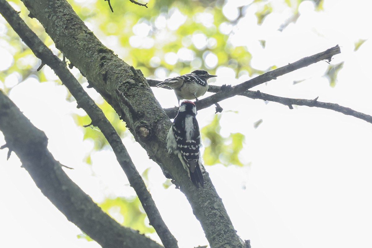 Downy Woodpecker - Mary Thurmond