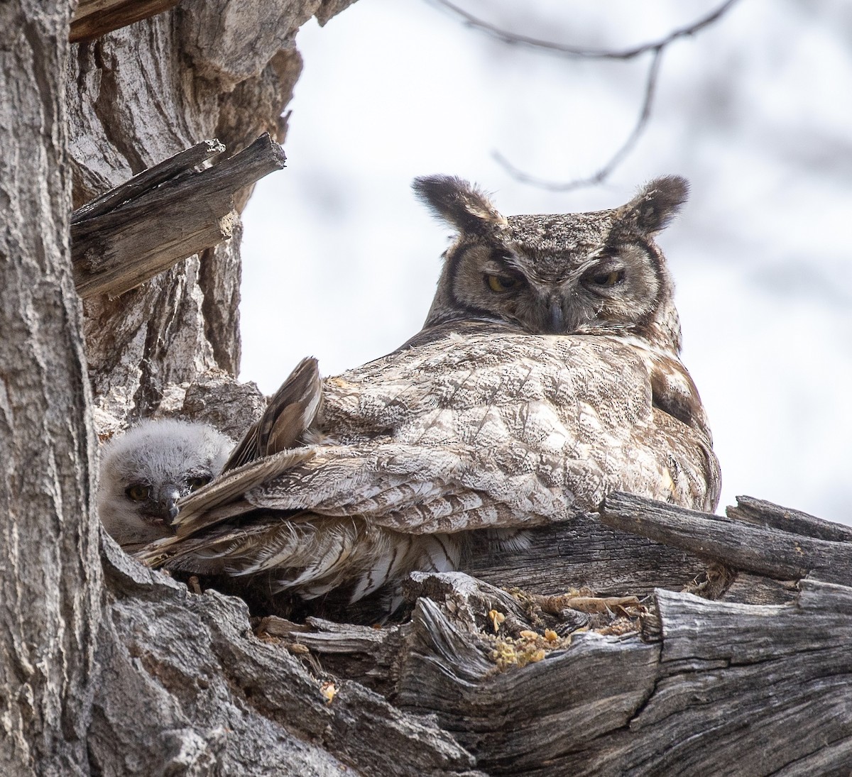 Great Horned Owl - MarieRoyer Royer