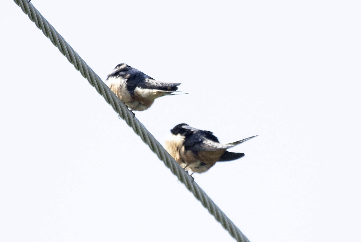 Barn Swallow - Estela Quintero-Weldon