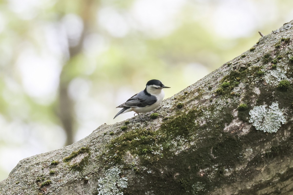 White-breasted Nuthatch - Mary Thurmond