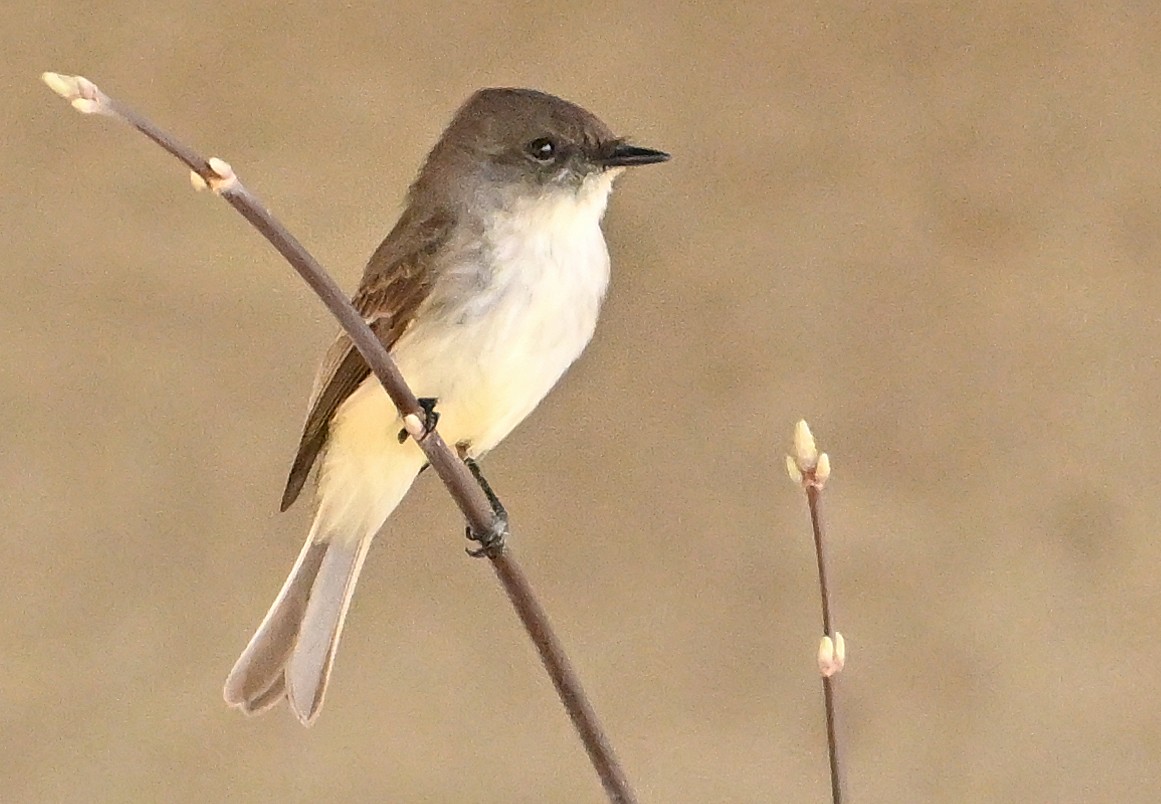 Eastern Phoebe - Wayne Oakes