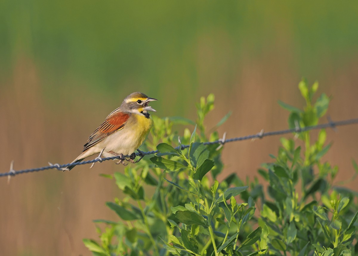 Dickcissel - Sam Woods