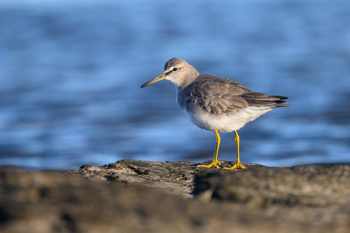 Gray-tailed Tattler - David Southall