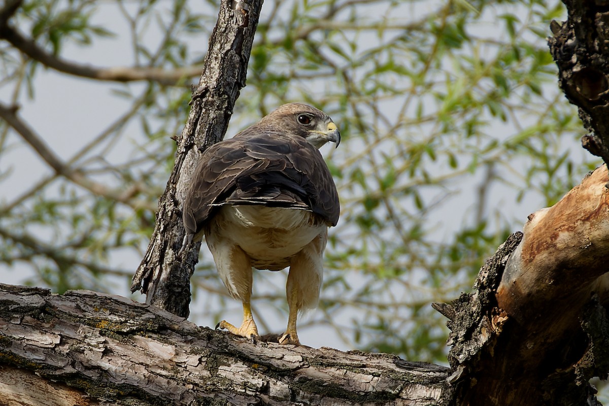 Swainson's Hawk - Pamela S