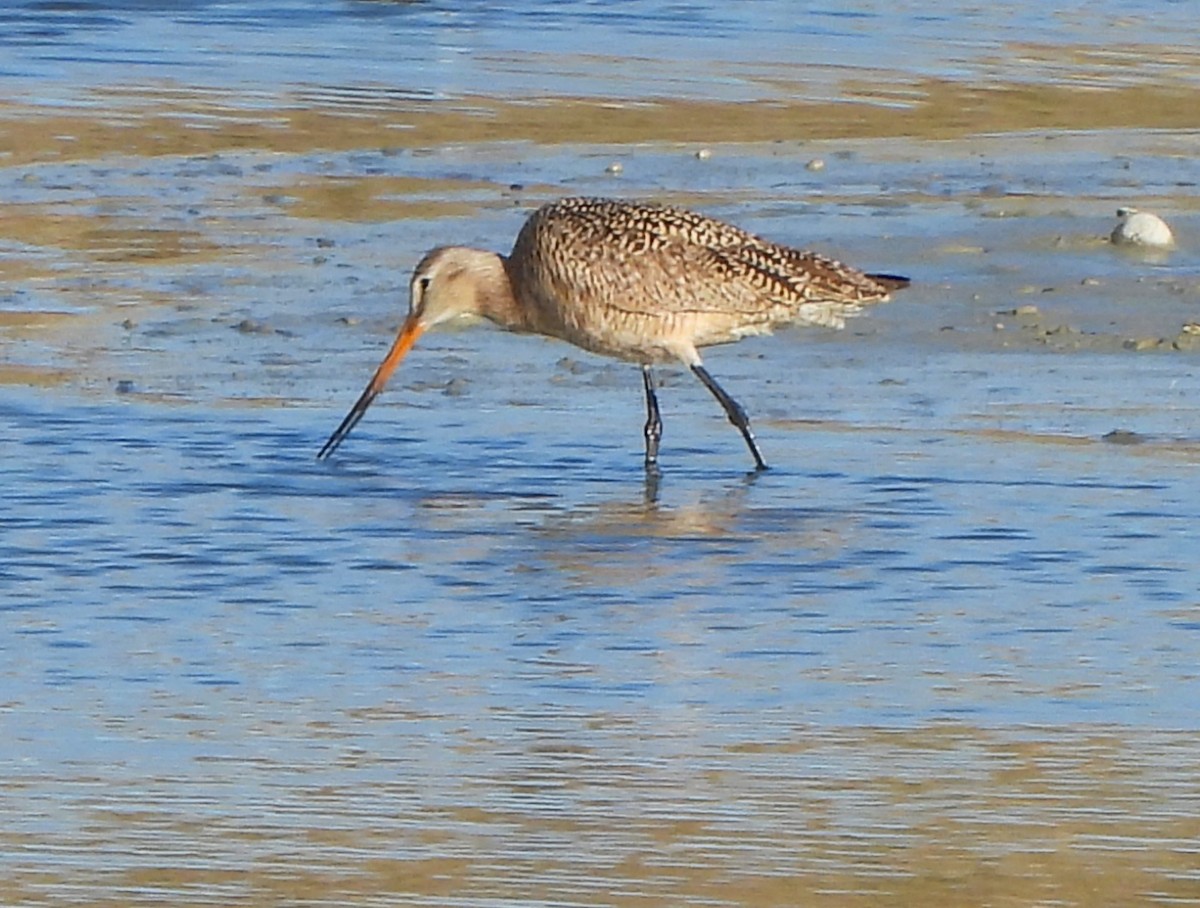 Marbled Godwit - ML618246600