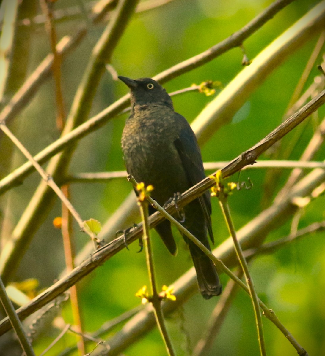 Rusty Blackbird - Vicky Burke