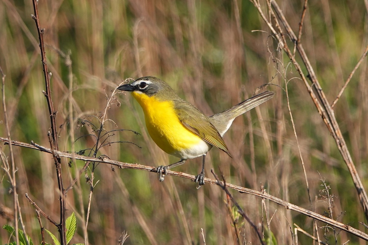 Yellow-breasted Chat - Lisa Todd