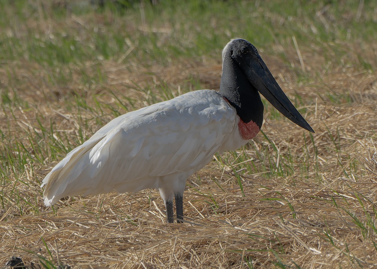 Jabiru d'Amérique - ML618246609