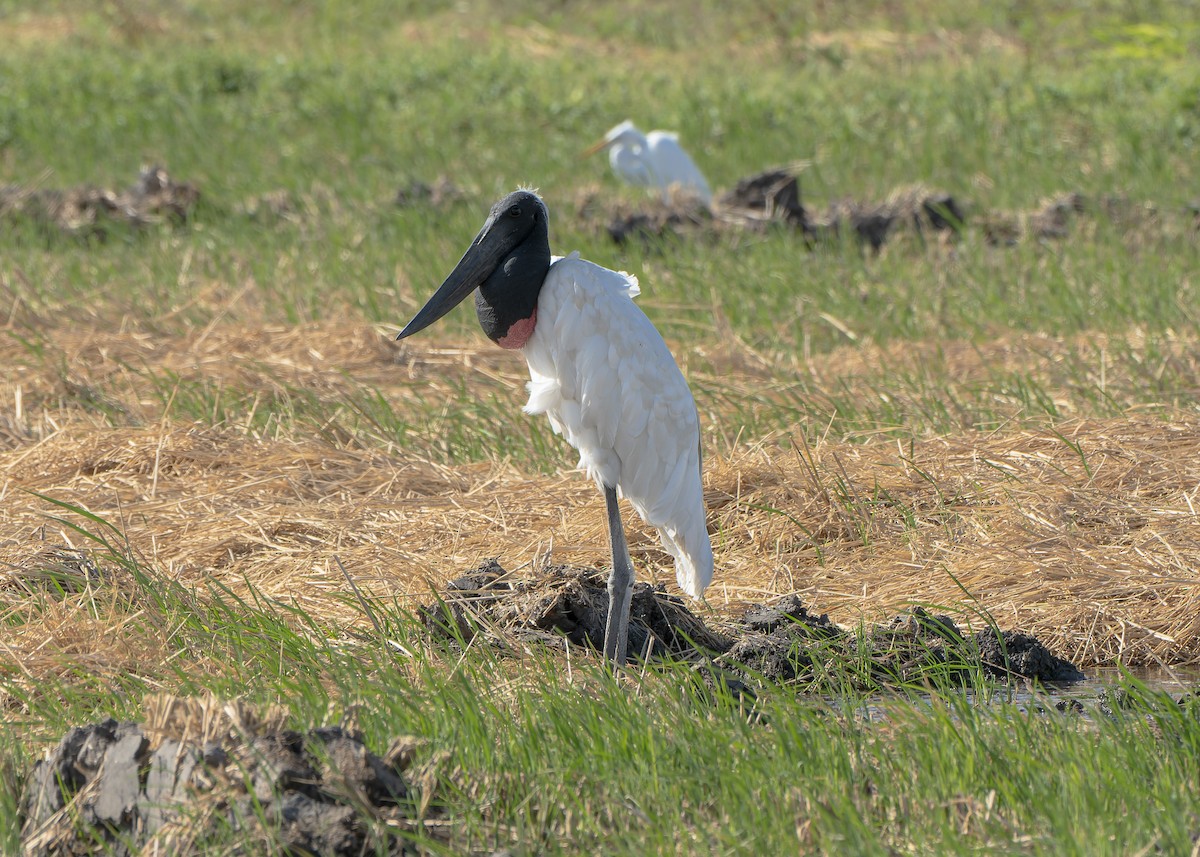 Jabiru d'Amérique - ML618246612