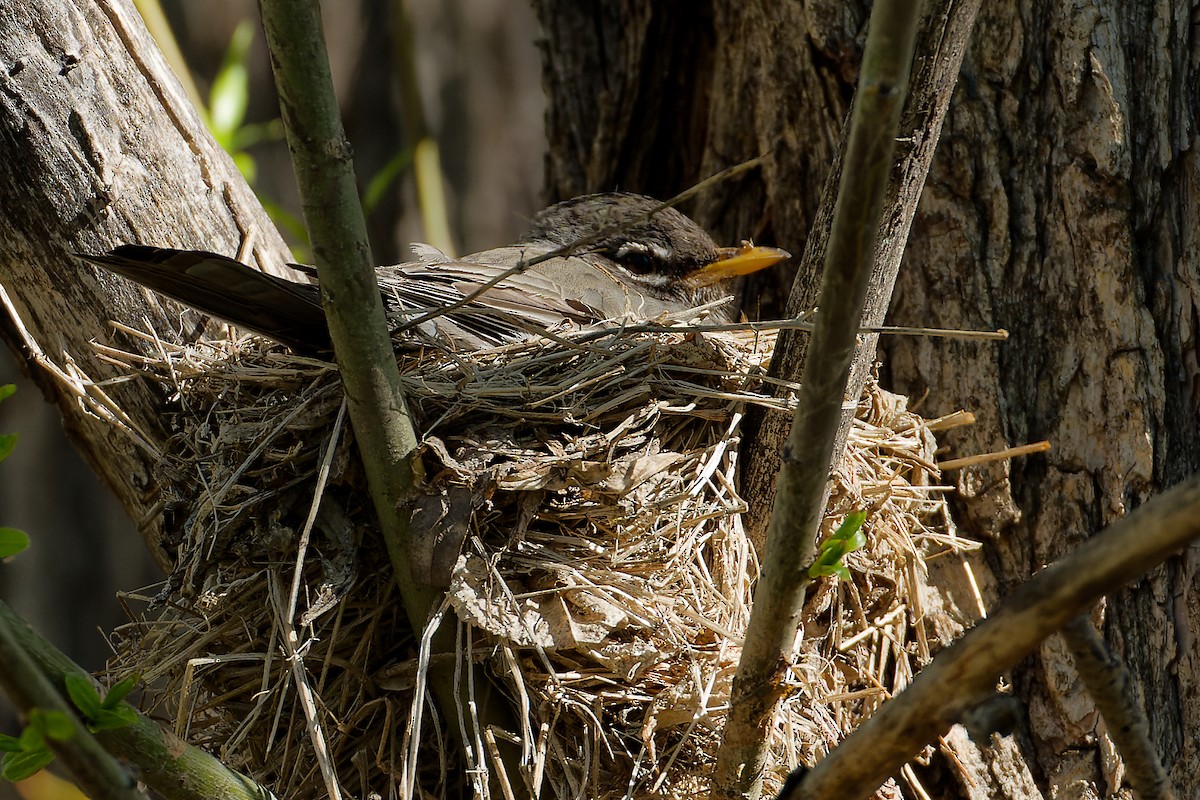 American Robin - ML618246618