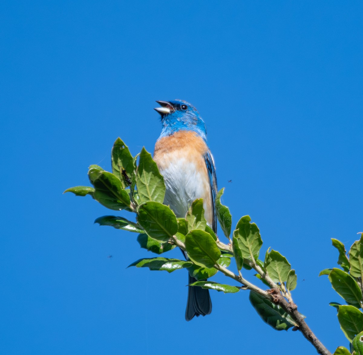 Lazuli Bunting - ML618246635