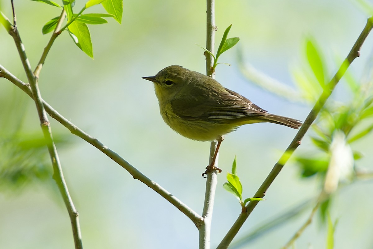 Orange-crowned Warbler - Pamela S