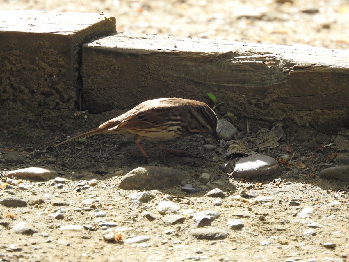 Song Sparrow - Joe Sudomir