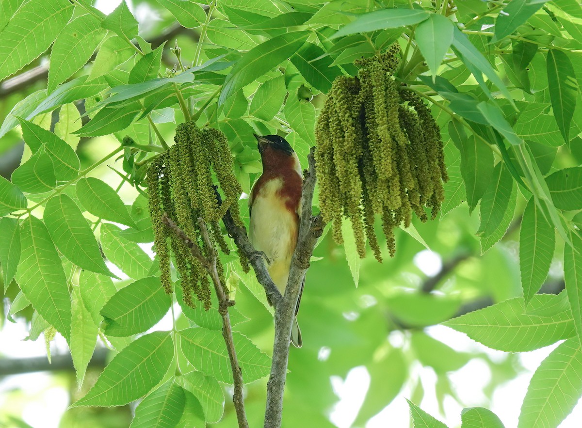 Bay-breasted Warbler - Pam Vercellone-Smith