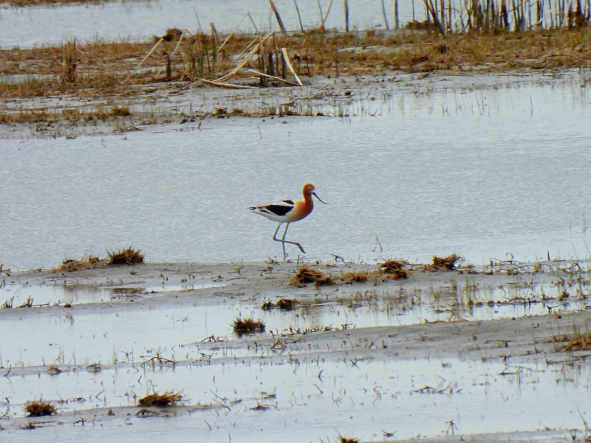 American Avocet - ML618246671
