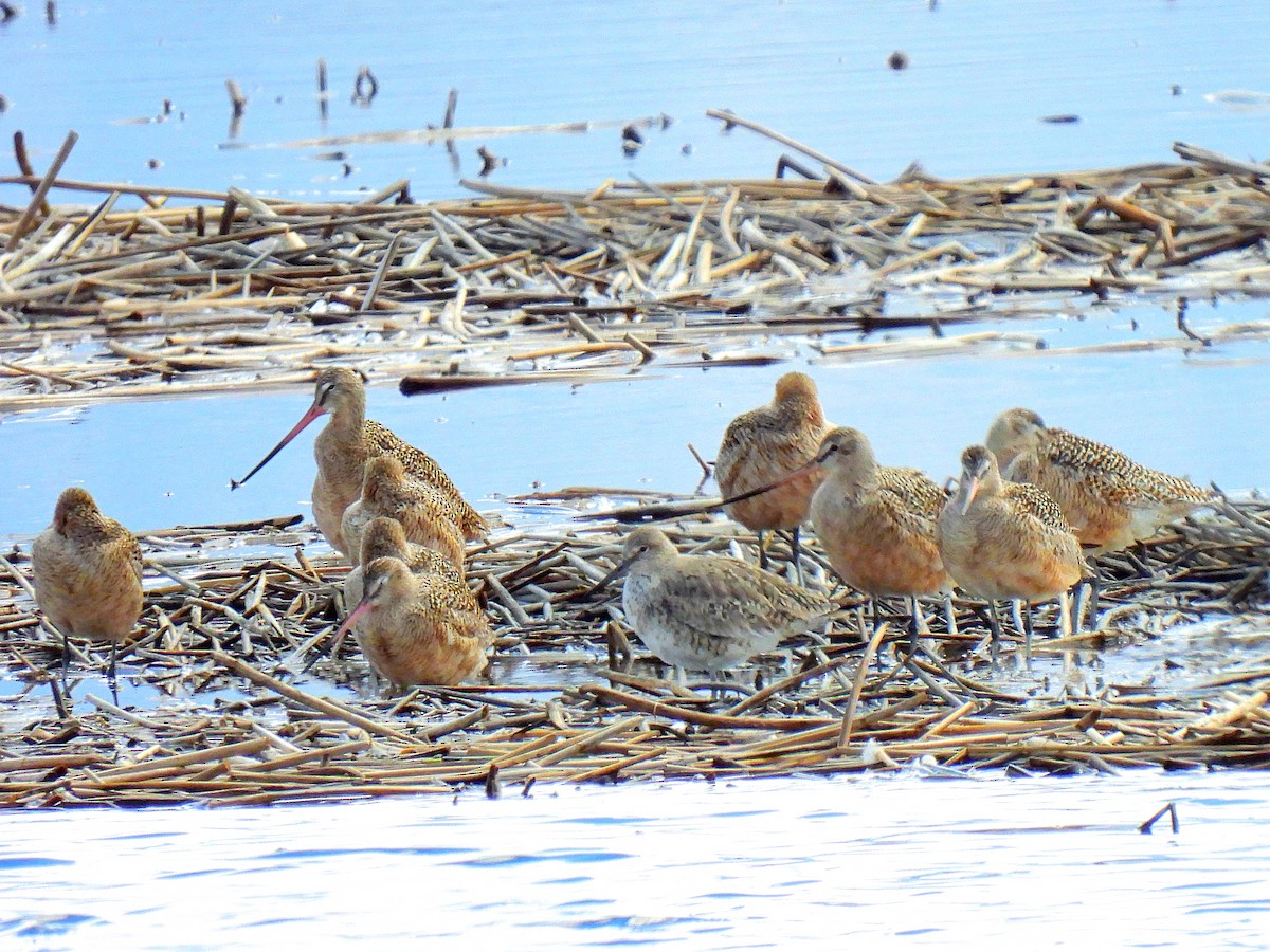 Marbled Godwit - Charles Martinez