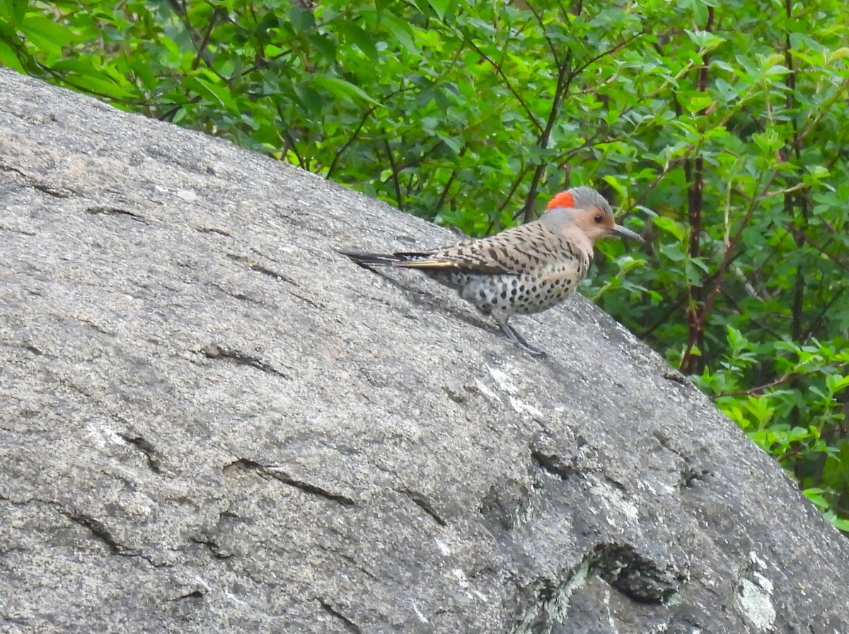 Northern Flicker - Jennifer Wilson-Pines