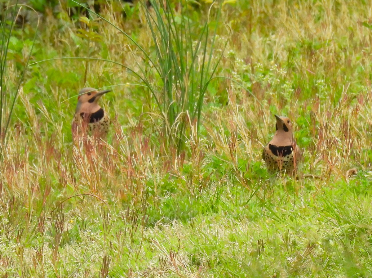 Northern Flicker - Jennifer Wilson-Pines