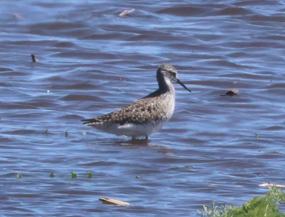 Lesser Yellowlegs - Jim Parker