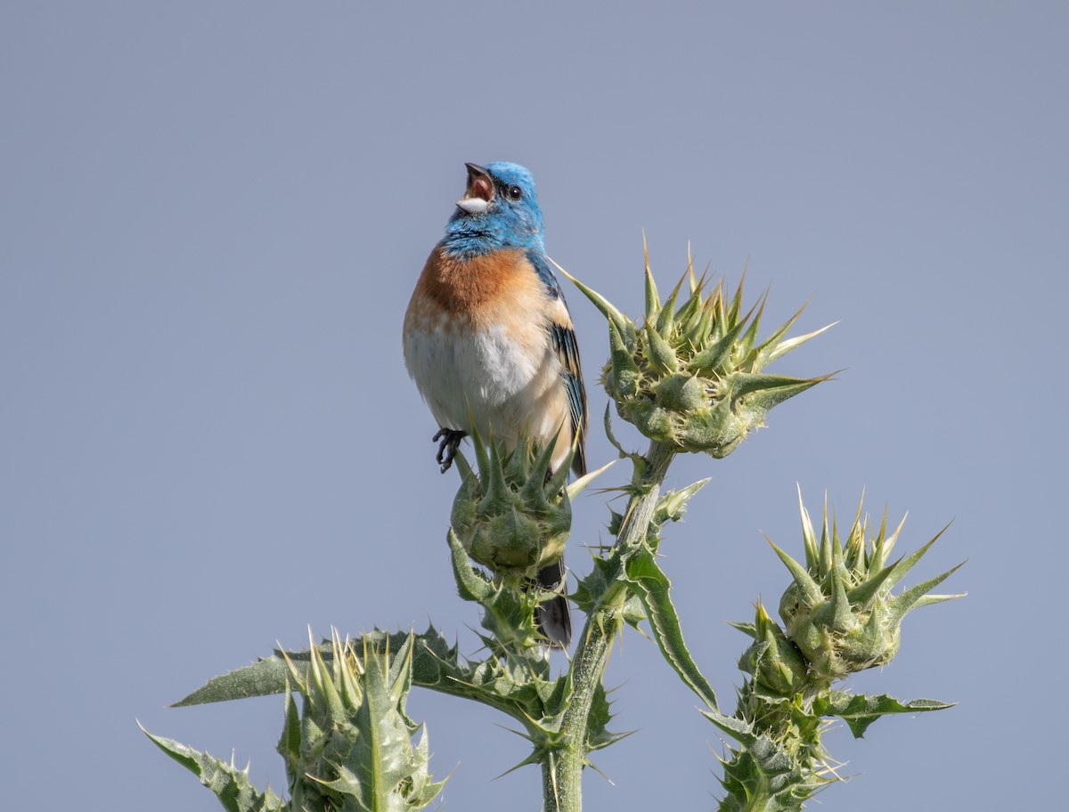 Lazuli Bunting - Philip Georgakakos