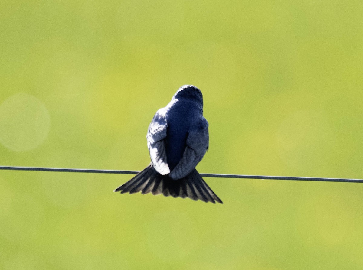 Tree Swallow - Estela Quintero-Weldon