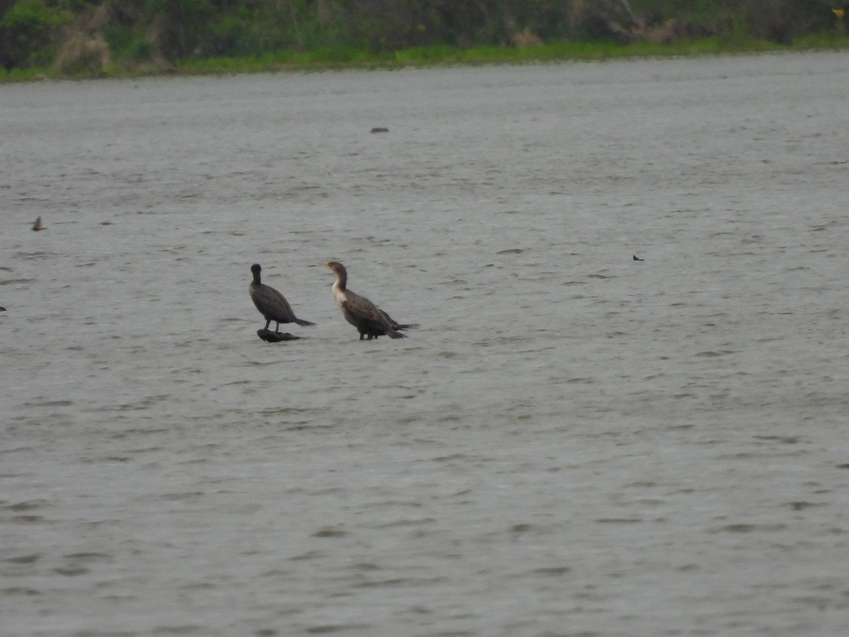 Double-crested Cormorant - Levi Hartz