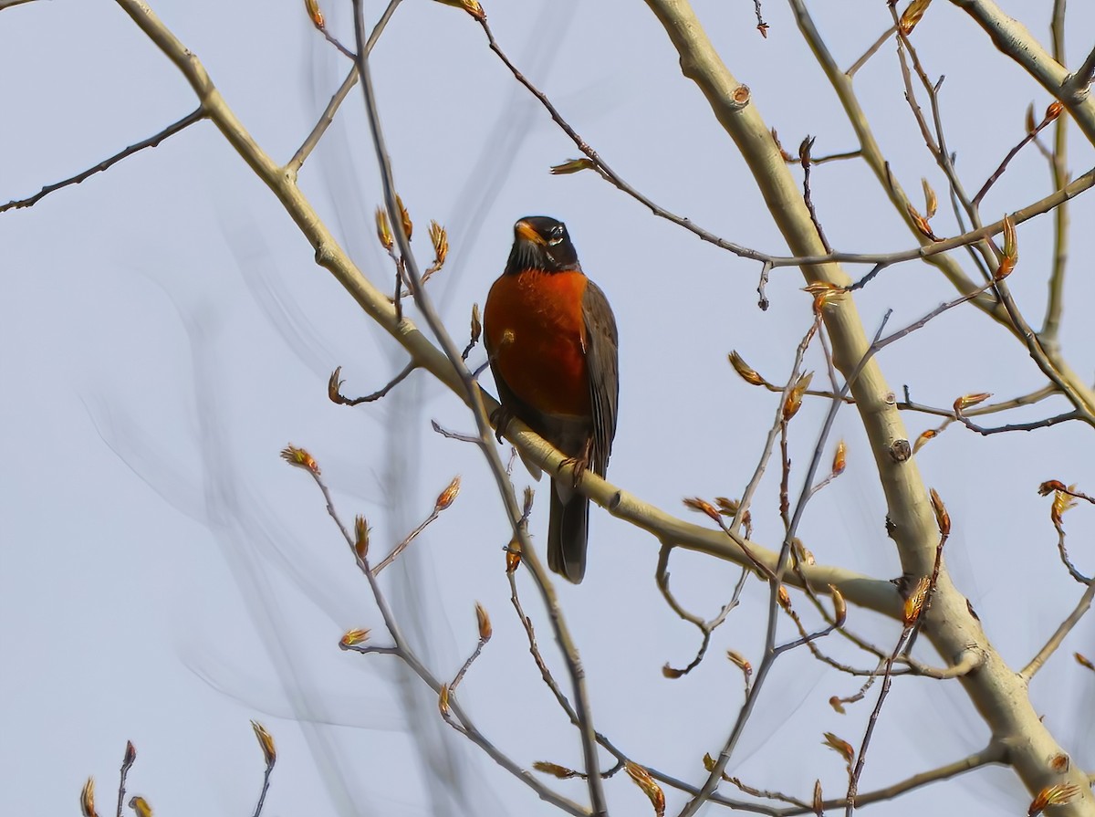 American Robin - Eric Patry