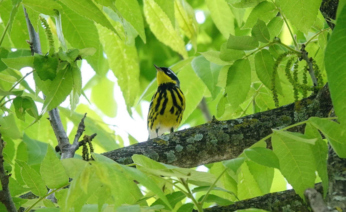 Magnolia Warbler - Pam Vercellone-Smith