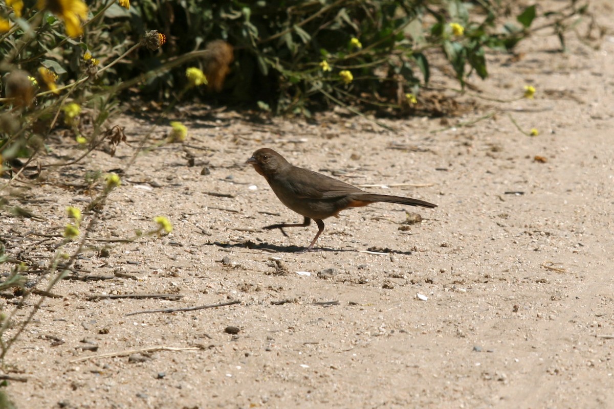 California Towhee - ML618246791