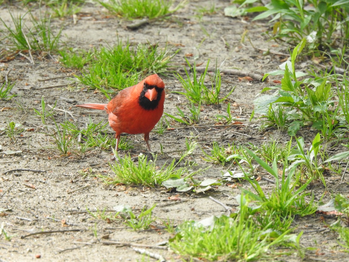 Northern Cardinal - Joe Sudomir