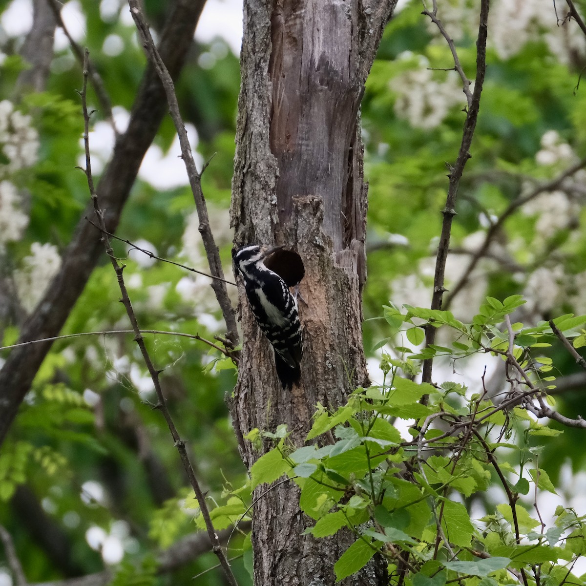 Hairy Woodpecker - Emily Wiggans