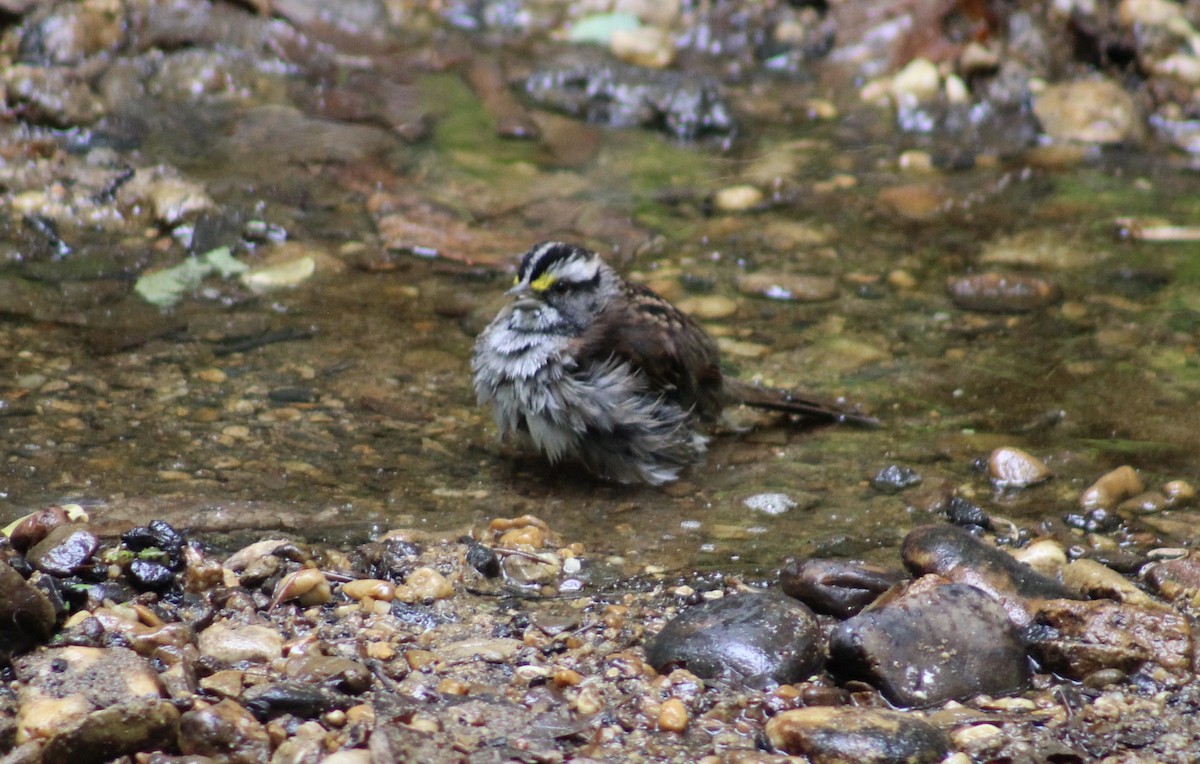 White-throated Sparrow - ML618246873