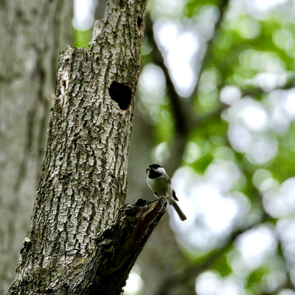 Carolina Chickadee - Emily Wiggans