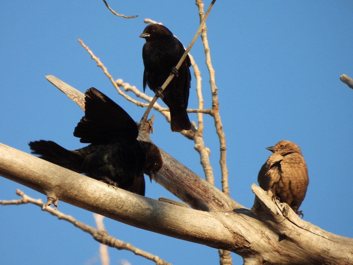 Brown-headed Cowbird - Bosco Greenhead