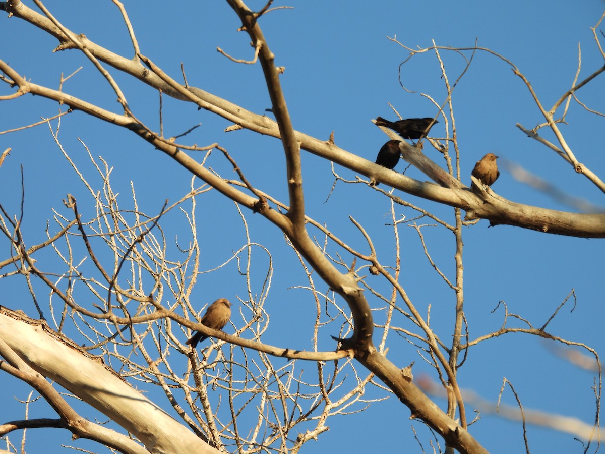 Brown-headed Cowbird - Bosco Greenhead