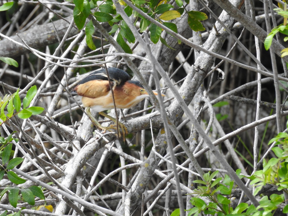 Least Bittern - Michael Weisensee