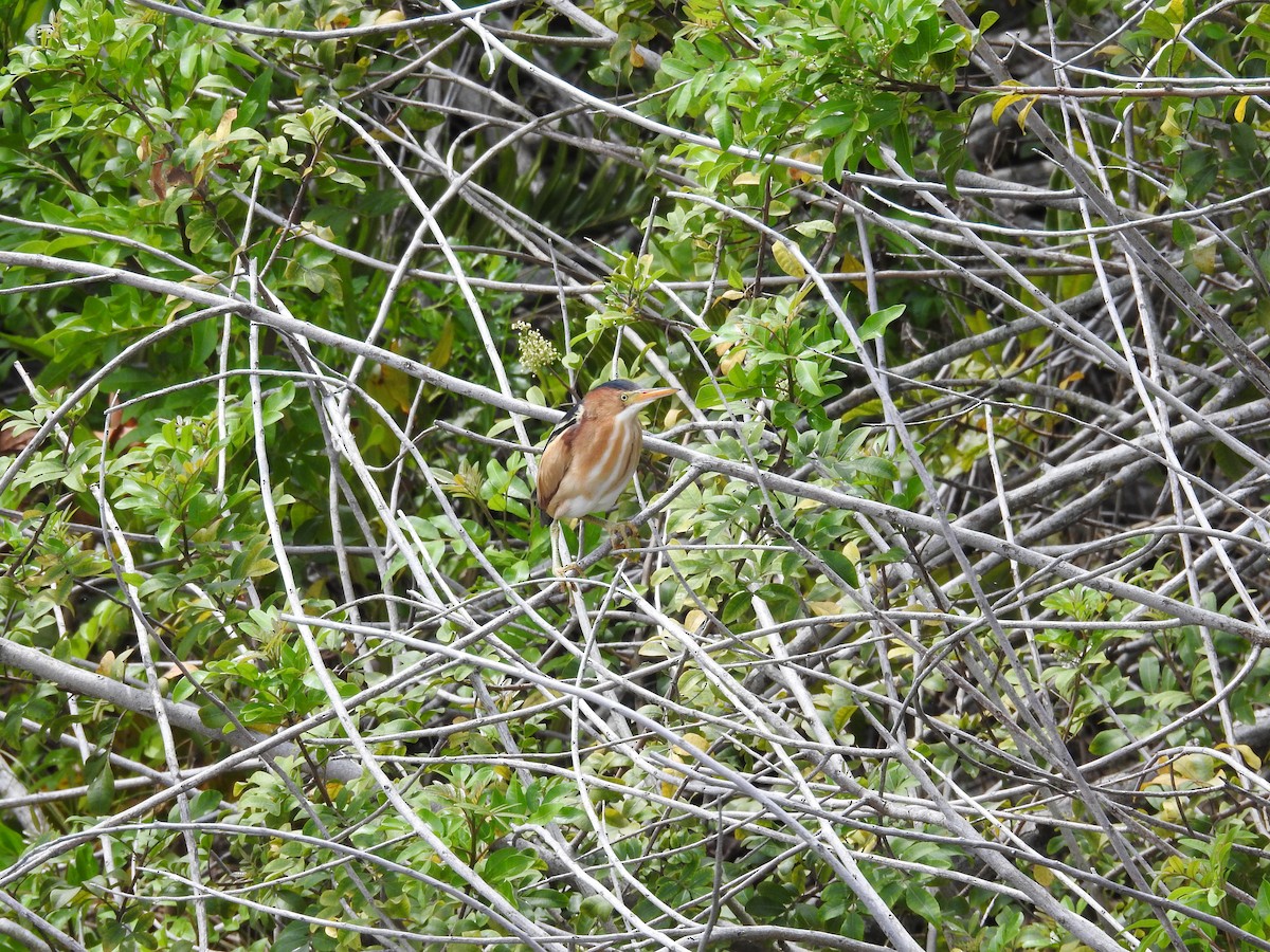 Least Bittern - Michael Weisensee