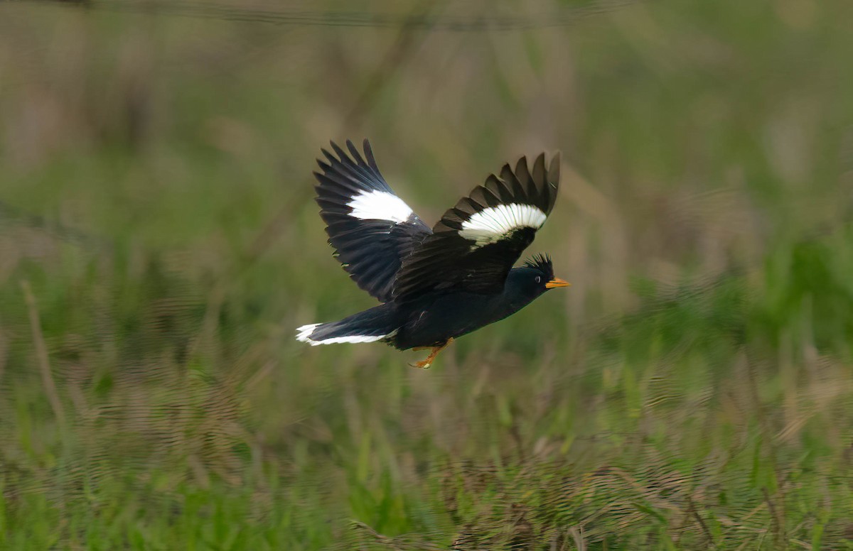 Great Myna - VIJAY S